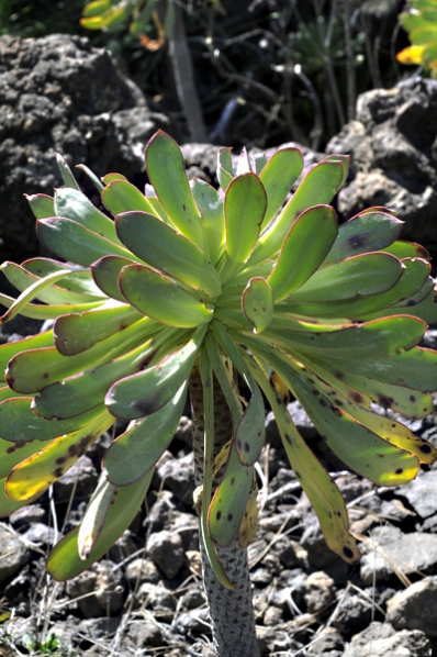 Skafttaklök, Aeonium urbicum, Teneriffa, taklök