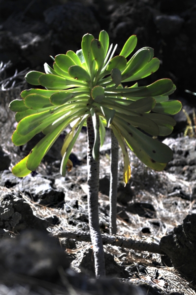 Skafttaklök, Aeonium urbicum, Teneriffa, taklök