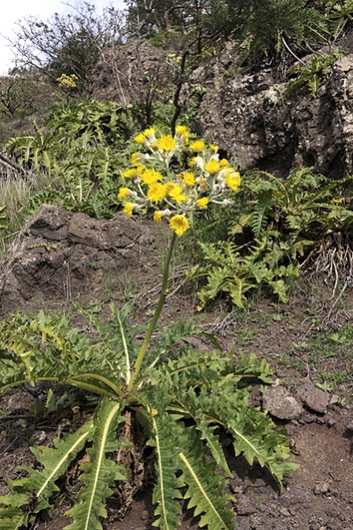 Storbladig kanariemolke, Sonchus acaulis, molke