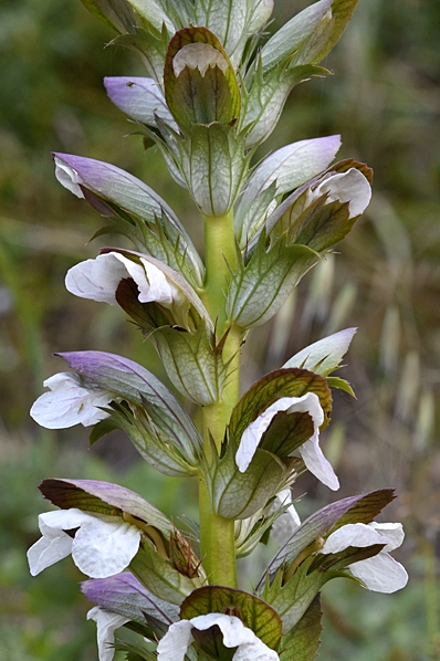 Mjukakantus, Acanthus mollis, Akantus