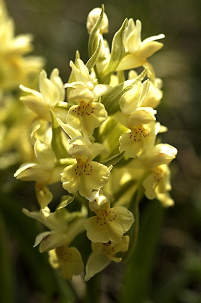 Adam och Eva, Dactylorhiza sambucina, latifolia