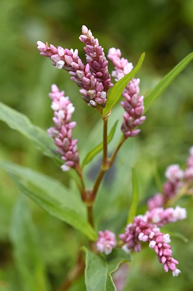 Åkerpilört, Persicaria maculosa