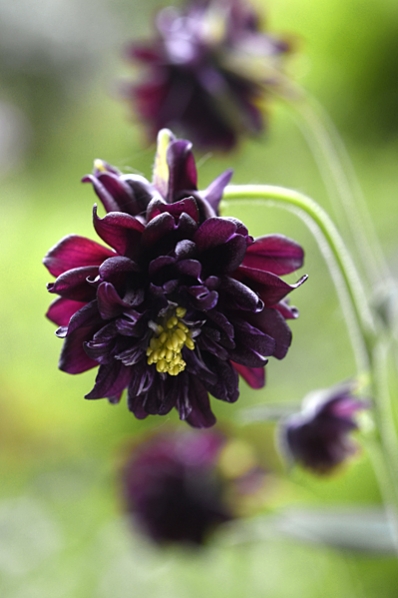 Akleja, Aquilegia vulgaris