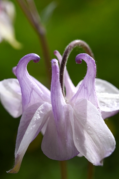 Akleja, Aquilegia vulgaris