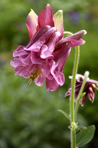 Akleja, Aquilegia vulgaris
