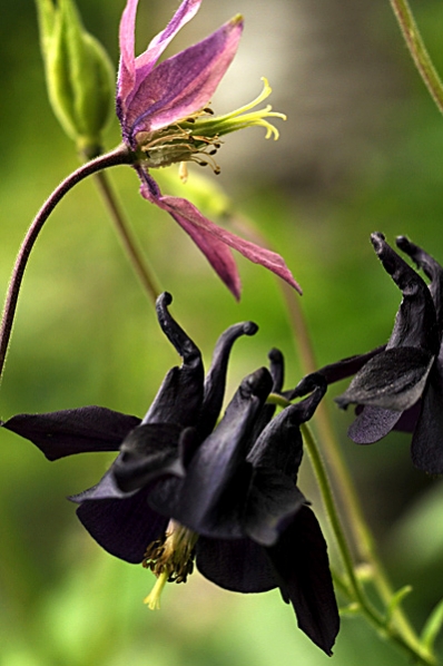 Akleja, Aklejor, Aquilegia vulgaris