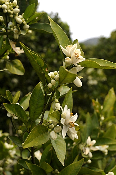 Apelsin, Citrus sinensis