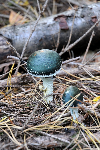 Ärggrön kragskivling, Stropharia aeruginosa