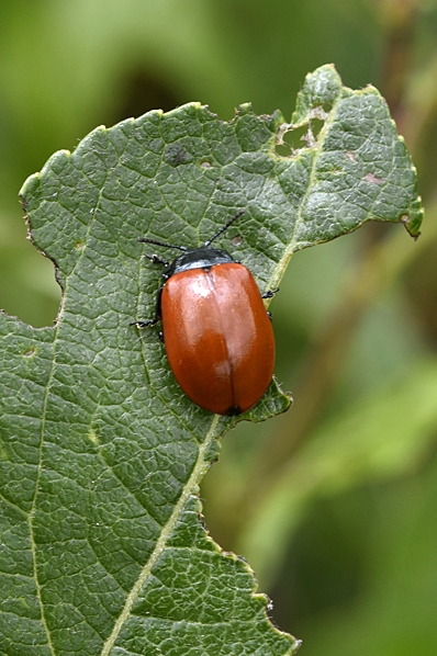 Aspglansbagge, Chrysomela populi