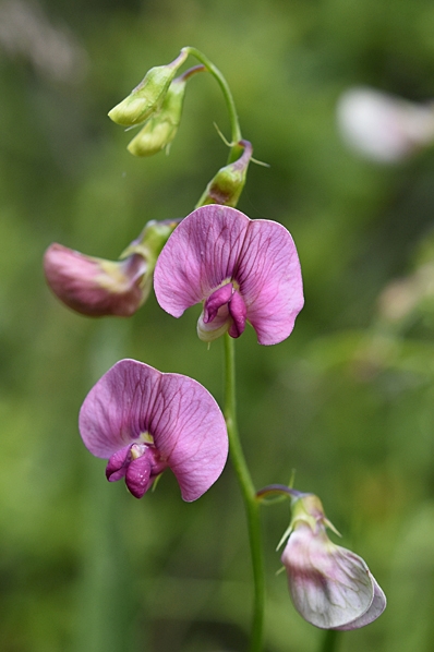 Backvial, Lathyrus sylvestris