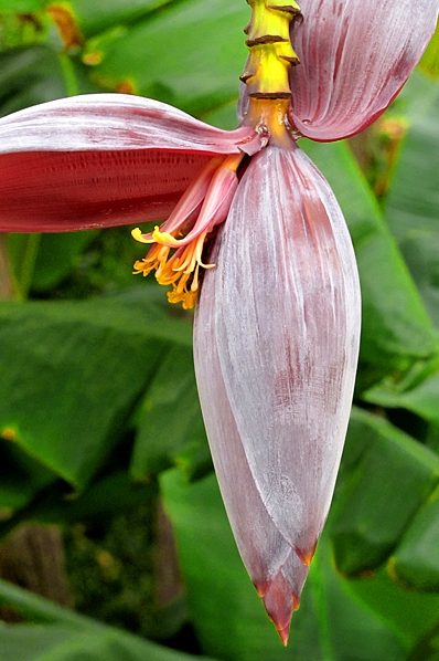 Banan, Musa sp.