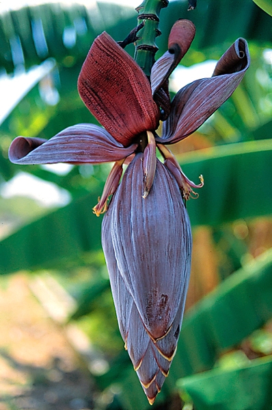 Banan, bananblomma