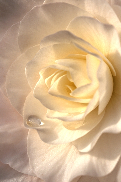 Begonia med daggdroppe