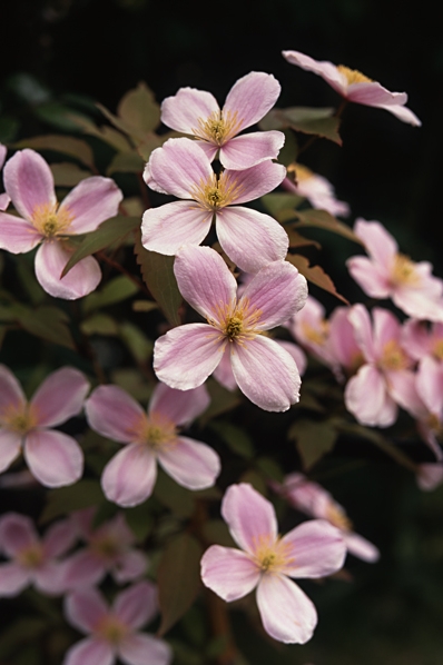 Bergklematis, 'Montana Superba', Clematis montana