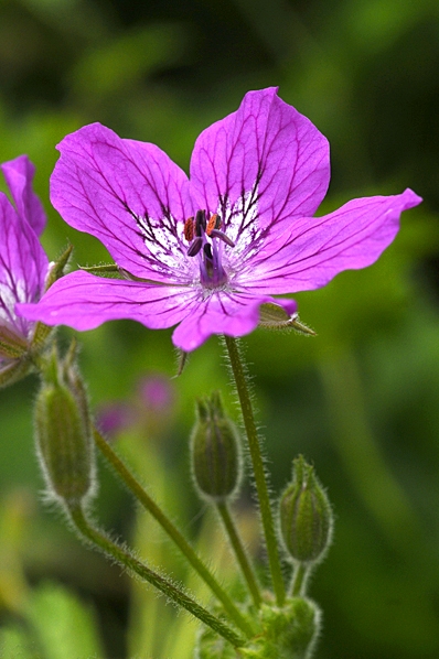 Bergnäva, Erodium manescavii
