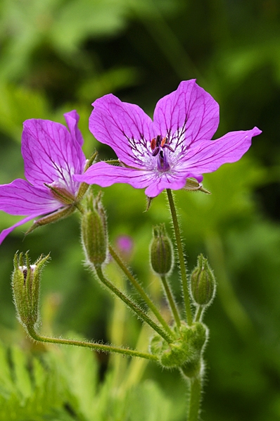 Bergnäva, Erodium manescavii