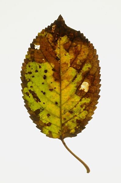 Löv, Blad, höstlöv