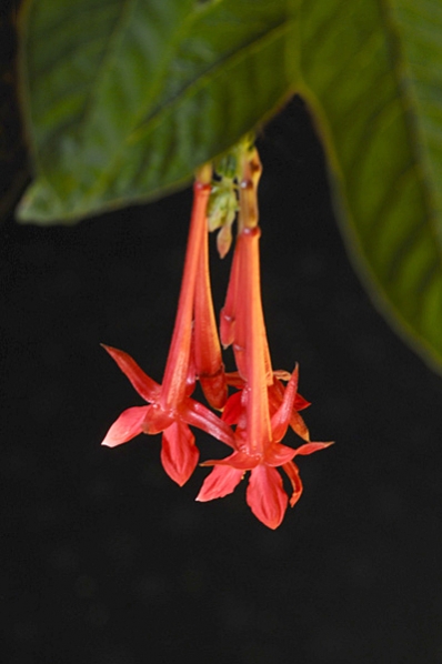 Boliviafuchsia, Fuchsia boliviana, Boliviansk fuchsia