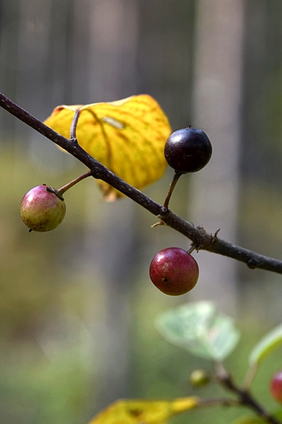 Brakved, Rhamnus frangula, träd, buskar
