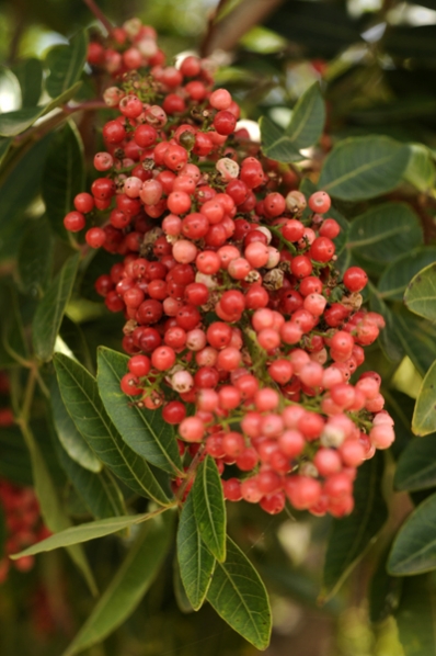 Brasilianskt pepparträd, Schinus terebinthifolius, rosépepppar