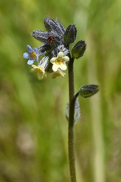 Brokförgätmigej, Mysotis discolor