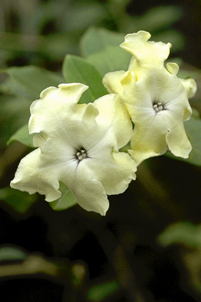 Brunfelsia, Brunfelsia americana