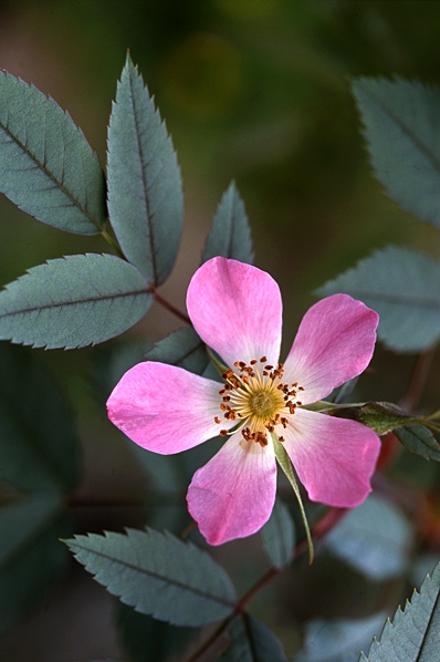 Daggros, Rosa glauca