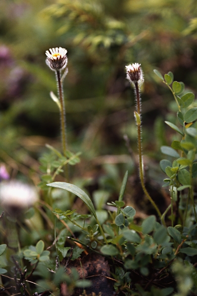 Fjällbinka, Erigeron uniflorus