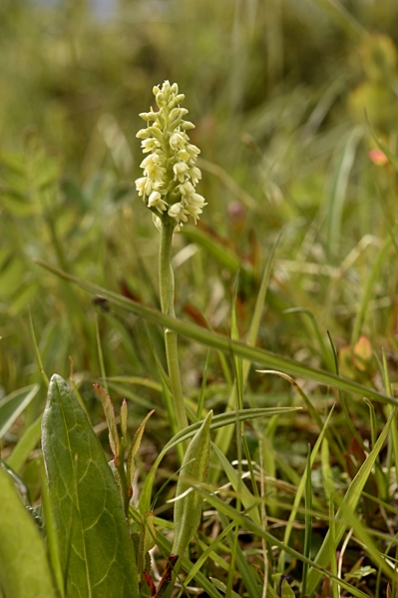 Fjällyxne, Pseudorchis straminea, Pseudorchis albida ssp. straminea