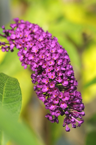 Fjärilsbuske, Buddleja davidii