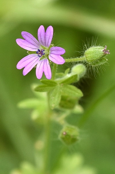 Mjuknäva, Geranium molle