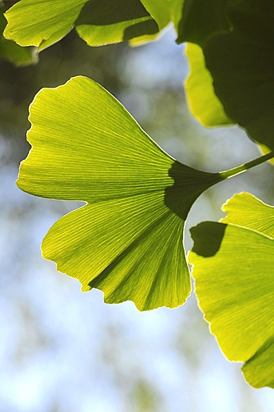 Ginkgo biloba