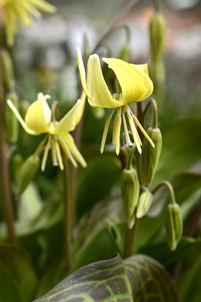 Gul hundtandslilja 'Pagoda', Erythronium tuolumnense