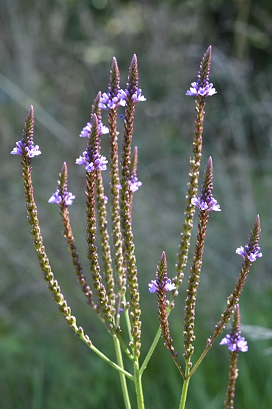 Järnört, Verbena officinalis