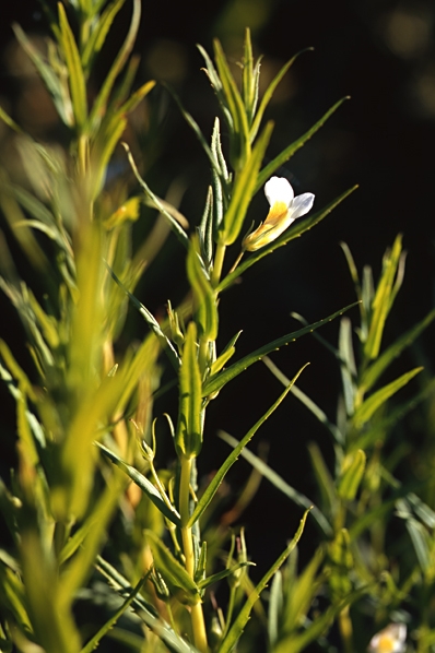 Jordgalla, Gratiola officinalis