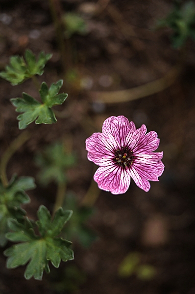Jordnäva, Geranium cinereum