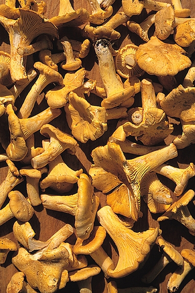 Kantareller, Cantarellus cibarius