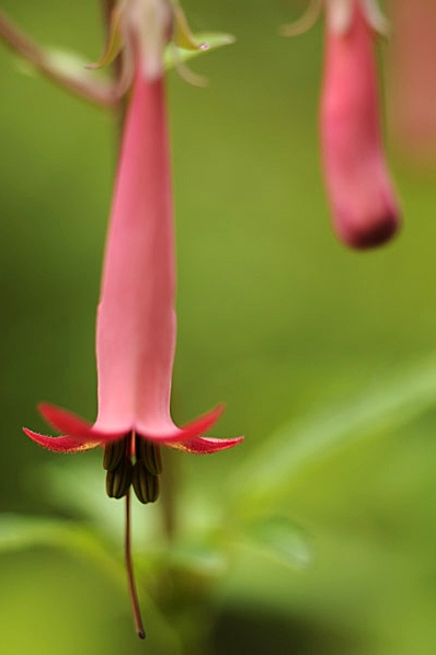 Kapfackla, Phygelius capensis