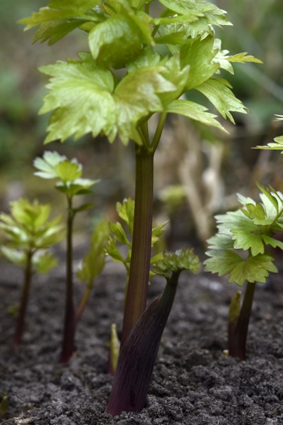 Libbsticka, Levisticum officinale