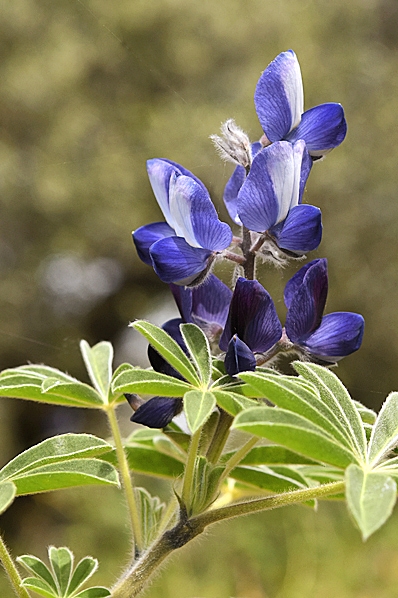 Lupinus pilosus