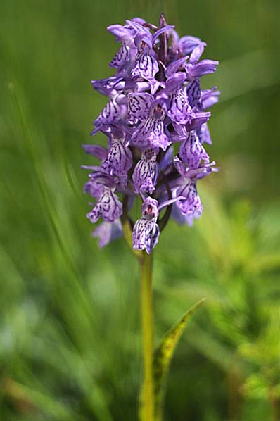 Dubbelnycklar, Dactylorhiza majalis, Majnycklar