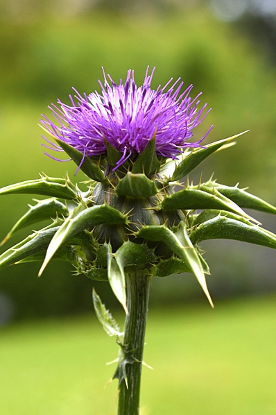 Mariatistel, Silybum marianum