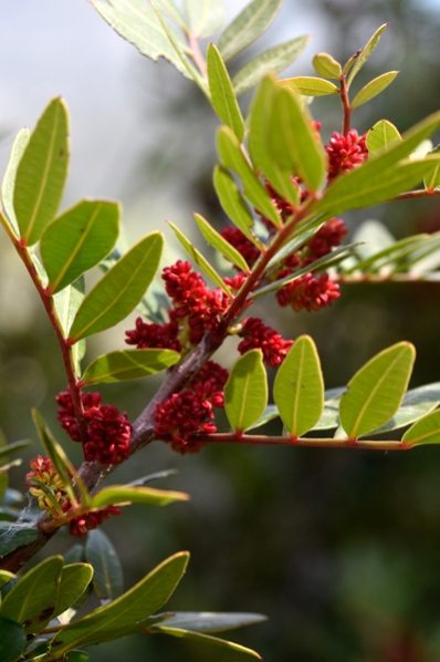 Mastixbuske, Pistacia lentiscus, mastix