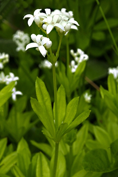 Myska, Myskmadra, Galium odoratum