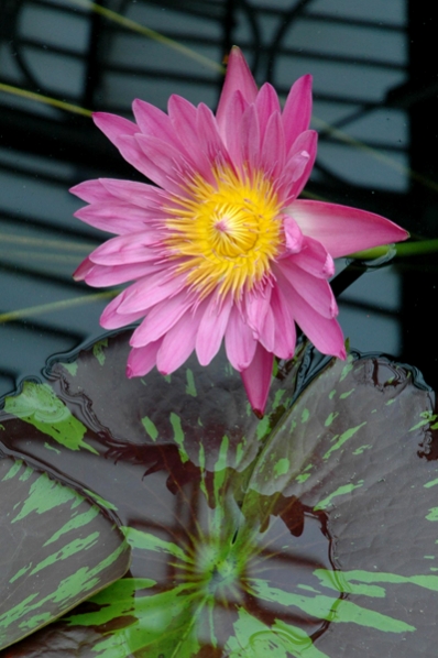 Nymphaea 'Pam Wilson' näckros