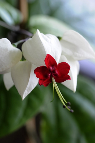 Ödesträd, Clerodendrum thomsoniae, brokklerodendrum, klerodendrum