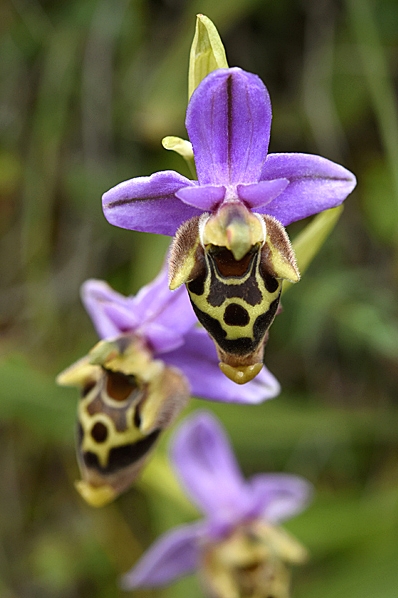 Ophrys heldreichii