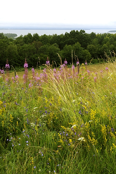 Övralid, Östergötland, Vättern, äng, sommaräng