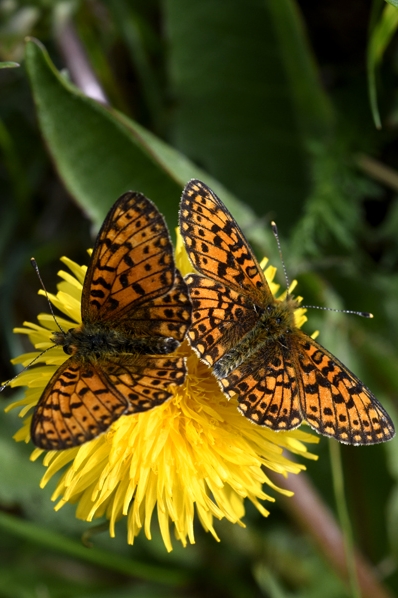 Pärlemorfjärilar, Heliconlinae, pärlemorfjäril