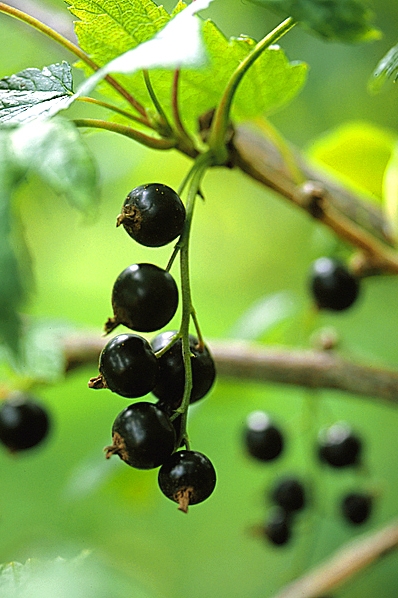 Svarta vinbär, Ribes nigrum